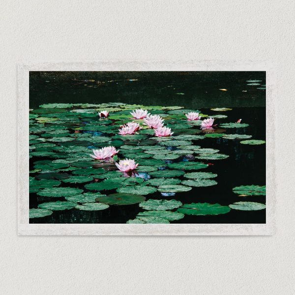 Lily Pads In The Pond Art Print Poster 18" x 12" Wall Art MN2309