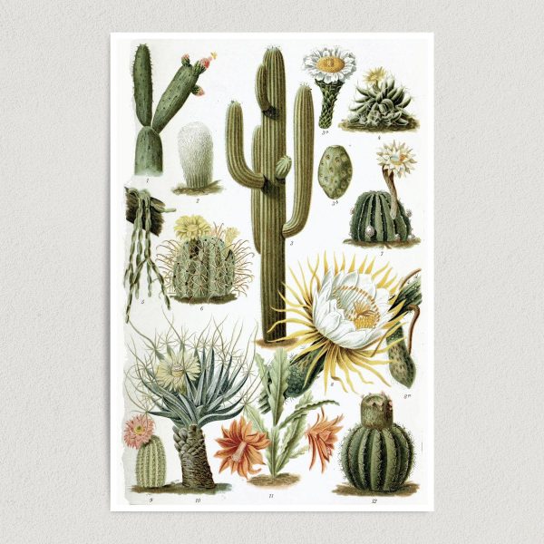 Cacti Chart Art Print Poster 12" x 18" Wall Art N1113