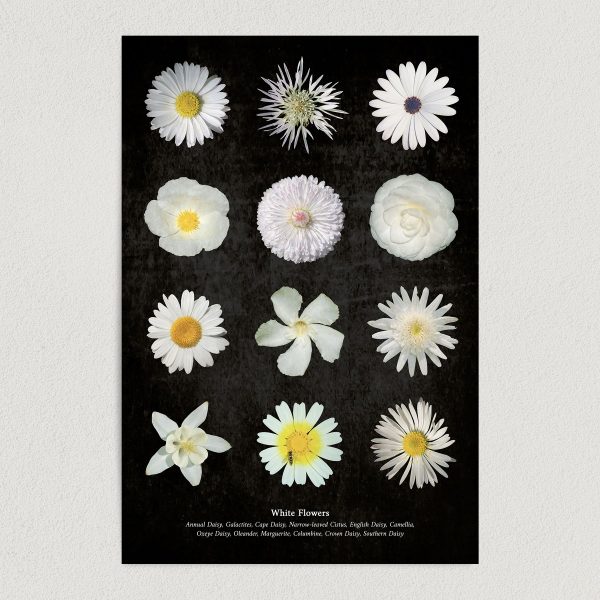 white flowers art print poster featured image